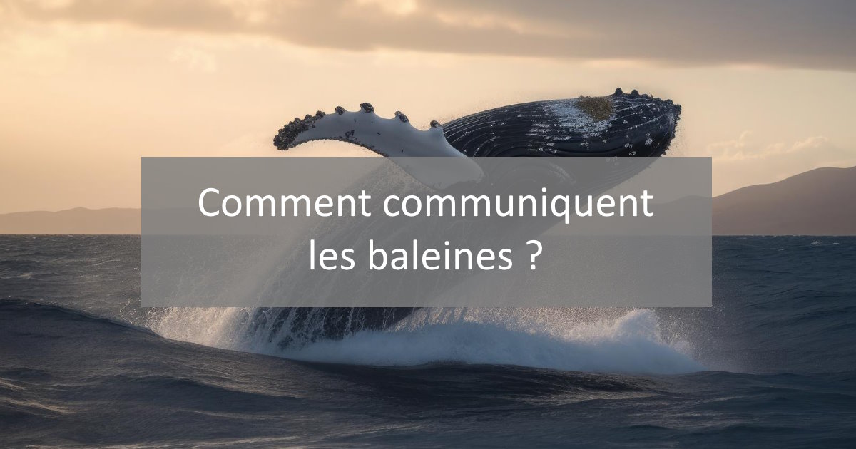 communication baleine