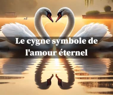 cygne symbole amour éternel