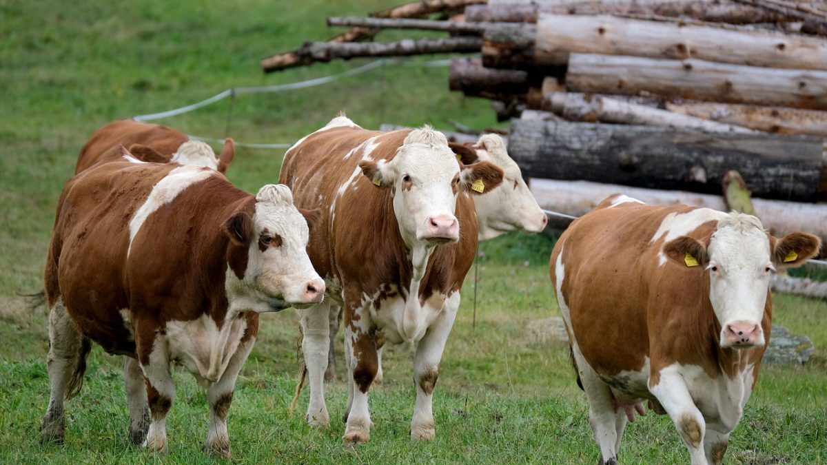 découvrez les meilleures pratiques en matière de nutrition pour le bétail laitier, afin d'optimiser la production de lait et garantir la santé de vos vaches. apprenez les éléments nutritifs essentiels et les régimes alimentaires adaptés pour améliorer le rendement et la qualité de votre exploitation laitière.