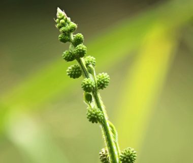 découvrez le mimosa pudica, une plante fascinante aux feuilles sensibles au toucher. apprenez-en plus sur ses caractéristiques uniques, son habitat, et son utilisation en médecine traditionnelle. plongez dans l'univers de cette plante étonnante.