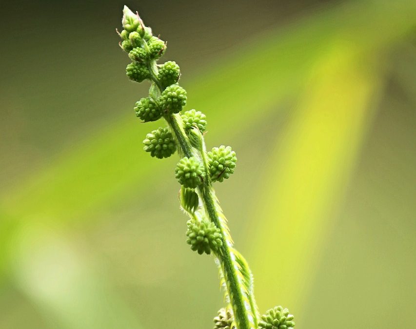 découvrez le mimosa pudica, une plante fascinante aux feuilles sensibles au toucher. apprenez-en plus sur ses caractéristiques uniques, son habitat, et son utilisation en médecine traditionnelle. plongez dans l'univers de cette plante étonnante.