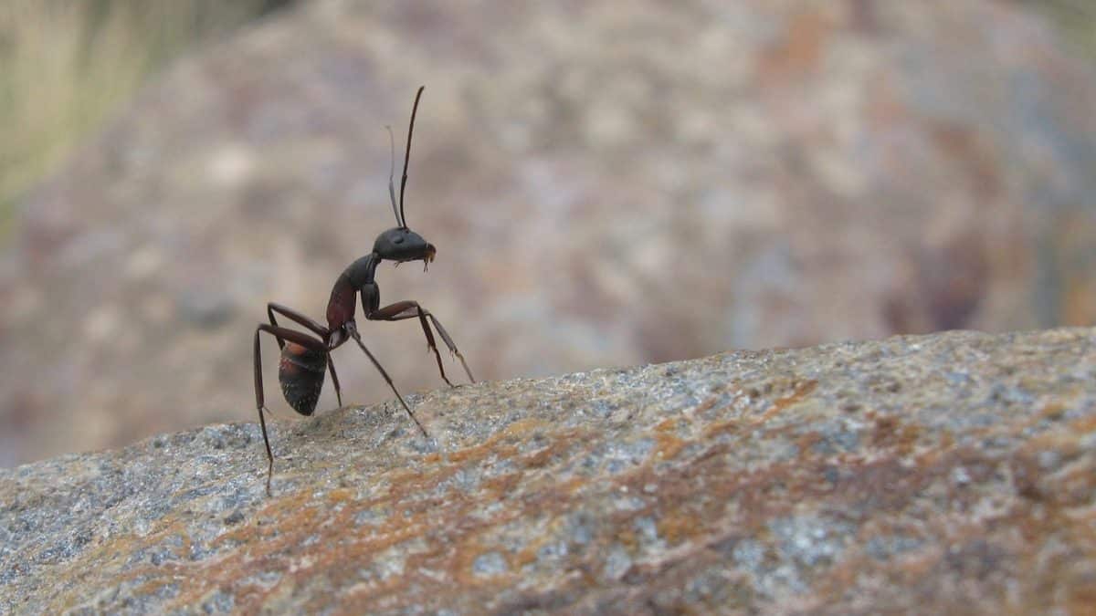 découvrez le monde fascinant des fourmis coupe-feuilles, des insectes extraordinaires qui cultivent des jardins de champignons en récoltant des feuilles. apprenez comment ces créatures sociales organisent leur colonie et participent à l'écosystème, tout en révélant des comportements surprenants et une étonnante coopération.