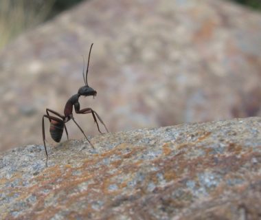 découvrez le monde fascinant des fourmis coupe-feuilles, des insectes extraordinaires qui cultivent des jardins de champignons en récoltant des feuilles. apprenez comment ces créatures sociales organisent leur colonie et participent à l'écosystème, tout en révélant des comportements surprenants et une étonnante coopération.