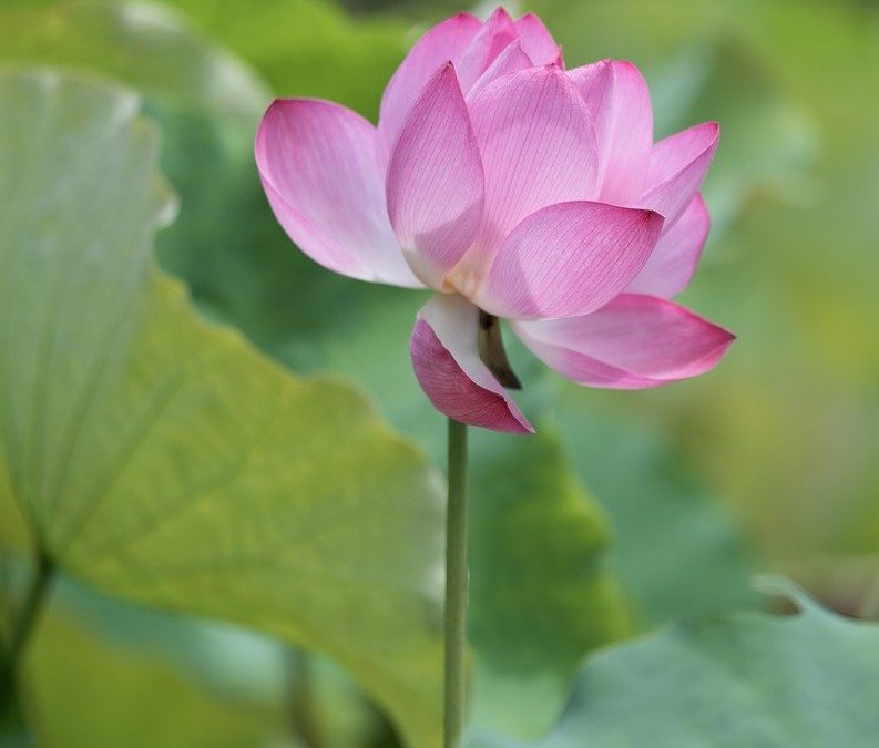 découvrez la viabilité des graines de lotus, un sujet fascinant qui explore les conditions de germination, la durabilité des semences et les applications dans l'agriculture et l'écologie. apprenez comment optimiser la croissance de cette plante magnifique et ses bienfaits pour l'environnement.