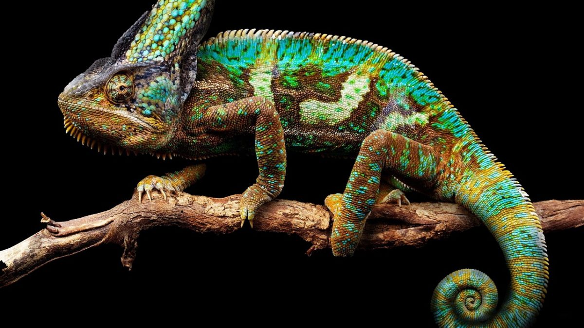 découvrez le fascinant monde des caméléons, ces reptiles aux couleurs changeantes et aux remarquables capacités d'adaptation. apprenez-en plus sur leur habitat, leur comportement unique et les secrets de leur camouflages.