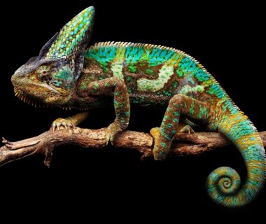 découvrez le fascinant monde des caméléons, ces reptiles aux couleurs changeantes et aux remarquables capacités d'adaptation. apprenez-en plus sur leur habitat, leur comportement unique et les secrets de leur camouflages.