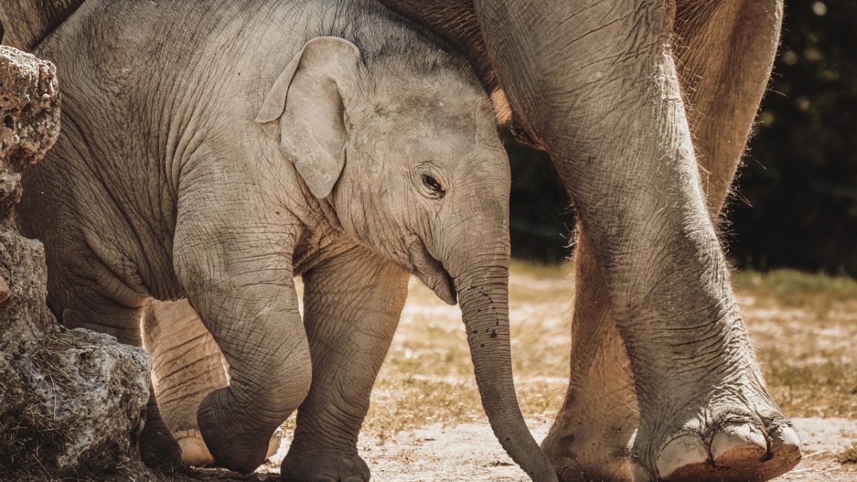 découvrez l'univers fascinant des éléphants, ces majestueux géants de la savane. apprenez sur leur comportement, leur habitat, et les efforts de conservation pour protéger ces créatures emblématiques menacées par le braconnage et la perte d'habitat.