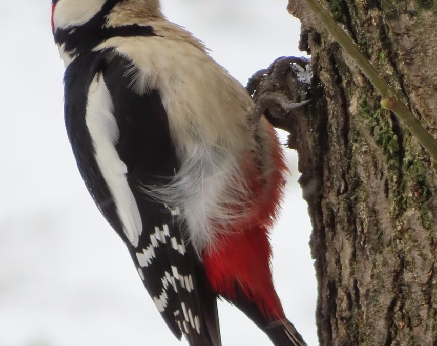 découvrez l'univers fascinant du pic, cet oiseau remarquable aux capacités uniques. apprenez-en davantage sur ses habitats, ses comportements et son rôle essentiel dans l'écosystème. plongez dans la vie des pics et admirez ces créatures majestueuses.