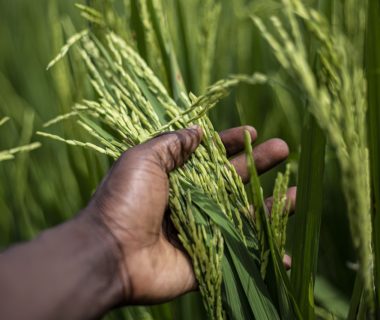 découvrez les meilleures conditions de culture pour optimiser la croissance de vos plantes. apprenez comment le sol, la lumière, l'eau et les températures influencent la santé de vos cultures et maximisez vos rendements.