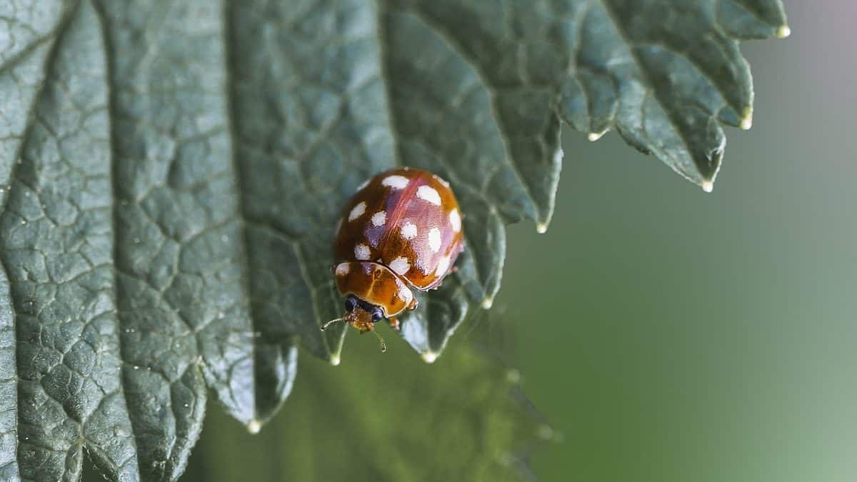 découvrez l'univers fascinant des coccinelles, ces insectes colorés et bénéfiques pour votre jardin. apprenez-en plus sur leur rôle dans l'écosystème, leurs caractéristiques uniques et comment les attirer chez vous.