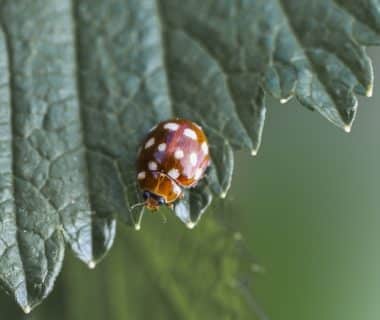 découvrez l'univers fascinant des coccinelles, ces insectes colorés et bénéfiques pour votre jardin. apprenez-en plus sur leur rôle dans l'écosystème, leurs caractéristiques uniques et comment les attirer chez vous.