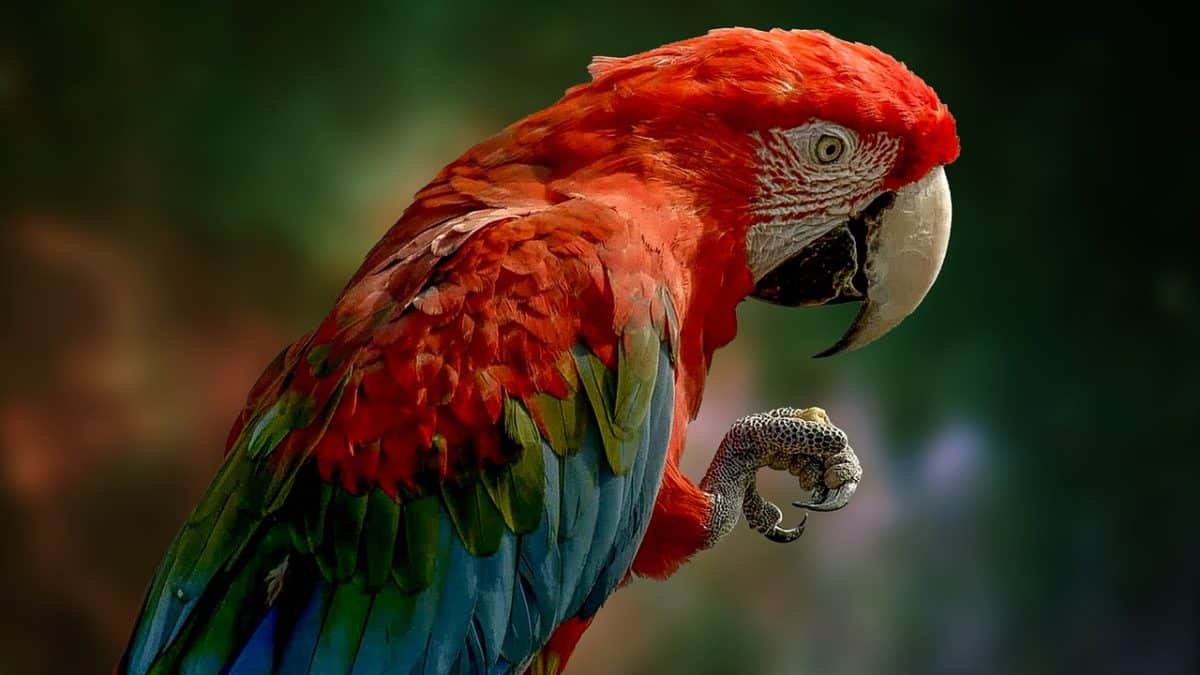 découvrez le monde fascinant des perroquets, ces oiseaux colorés et intelligents, connus pour leurs capacités d'imitation et leur personnalité charmante. apprenez leur comportement, leur habitat naturel et comment en prendre soin pour en faire des compagnons heureux et en bonne santé.