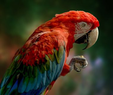 découvrez le monde fascinant des perroquets, ces oiseaux colorés et intelligents, connus pour leurs capacités d'imitation et leur personnalité charmante. apprenez leur comportement, leur habitat naturel et comment en prendre soin pour en faire des compagnons heureux et en bonne santé.