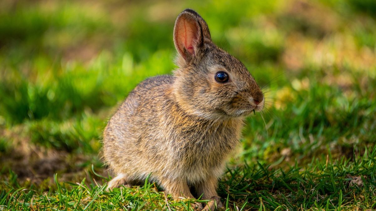 découvrez notre sélection de clapiers pour lapins, conçus pour offrir un espace sécurisé et confortable à vos compagnons à grandes oreilles. idéaux pour le jardin ou l'intérieur, nos enclos garantissent le bien-être de vos animaux tout en facilitant leur entretien.