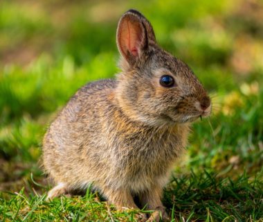 découvrez notre sélection de clapiers pour lapins, conçus pour offrir un espace sécurisé et confortable à vos compagnons à grandes oreilles. idéaux pour le jardin ou l'intérieur, nos enclos garantissent le bien-être de vos animaux tout en facilitant leur entretien.