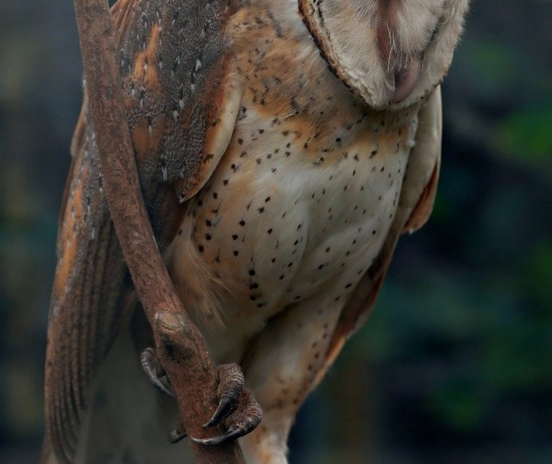 découvrez la chouette effraie, un oiseau de nuit fascinant connu pour son visage en forme de cœur et son vol silencieux. explorez son habitat, ses habitudes de chasse et son rôle dans l'écosystème.