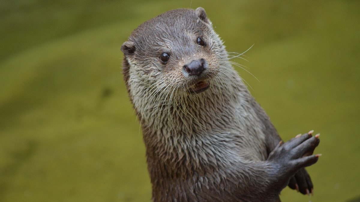 découvrez tout sur les loutres, ces adorables mammifères aquatiques. apprenez leurs comportements, habitats et les efforts de conservation pour sauver ces créatures malignes et pleines de vie.