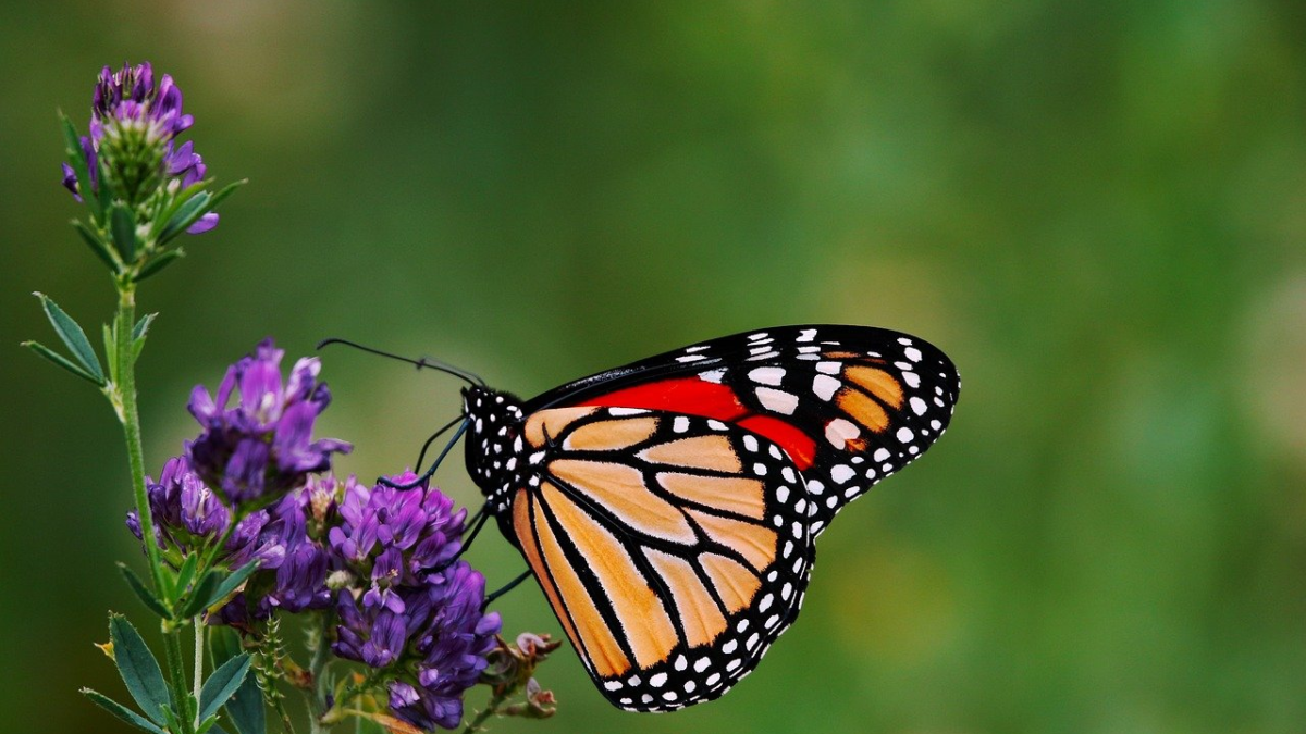 découvrez le fascinant voyage des papillons monarques, une migration époustouflante qui traverse des milliers de kilomètres. apprenez-en davantage sur leur cycle de vie, les défis qu'ils rencontrent et les efforts de conservation pour protéger cette espèce emblématique.