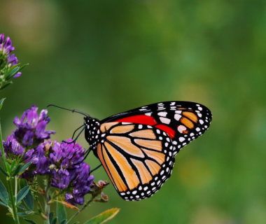 découvrez le fascinant voyage des papillons monarques, une migration époustouflante qui traverse des milliers de kilomètres. apprenez-en davantage sur leur cycle de vie, les défis qu'ils rencontrent et les efforts de conservation pour protéger cette espèce emblématique.