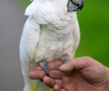 découvrez les parcs pour perroquets, des espaces dédiés à l'amusement et à l'épanouissement de vos compagnons à plumes. offrez-leur des activités stimulantes et un environnement sécurisé pour s'amuser et socialiser en toute liberté.