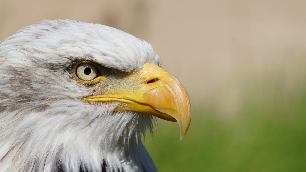 découvrez le majestueux aigle royal, un symbole de puissance et de liberté. apprenez-en davantage sur ses habitats, son comportement de chasse et son rôle dans l'écosystème.