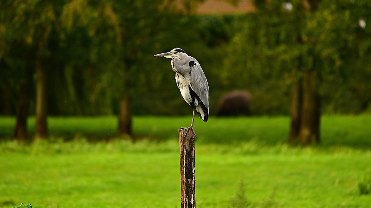 découvrez tout ce que vous devez savoir sur l'habitat idéal de la gerbille. apprenez comment aménager son environnement pour garantir son bien-être et sa santé, tout en explorant les besoins spécifiques de cet adorable petit rongeur.