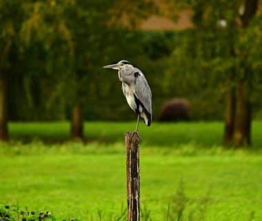 découvrez tout ce que vous devez savoir sur l'habitat idéal de la gerbille. apprenez comment aménager son environnement pour garantir son bien-être et sa santé, tout en explorant les besoins spécifiques de cet adorable petit rongeur.