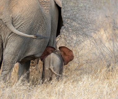 découvrez le pouvoir fascinant de la mémoire des éléphants : ces créatures majestueuses possèdent une mémoire étonnante qui leur permet de se souvenir des visages, des lieux et des expériences. plongez dans le monde des éléphants et apprenez comment leur mémoire influe sur leurs comportements et leur survie dans la nature.