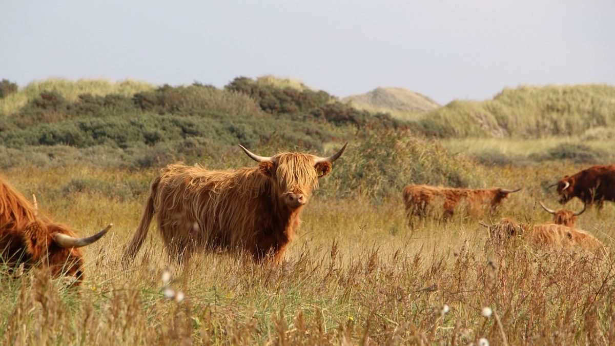 découvrez l'univers captivant du cattle, l'élevage et la gestion de la viande bovine. apprenez les meilleures pratiques, les races populaires et les tendances actuelles pour maximiser votre rendement et assurer le bien-être des animaux.