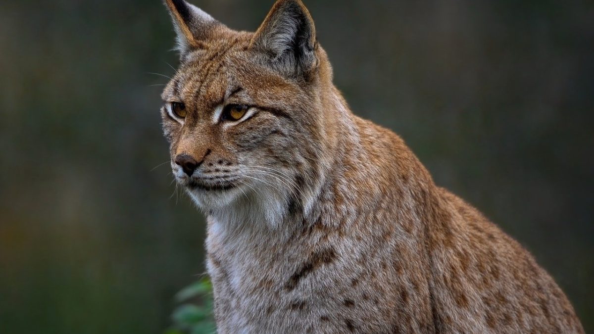 découvrez le lynx, un félin majestueux et discret, connu pour ses grandes oreilles et sa beauté sauvage. apprenez-en davantage sur son habitat, ses comportements et les efforts de conservation pour protéger cette espèce emblématique.