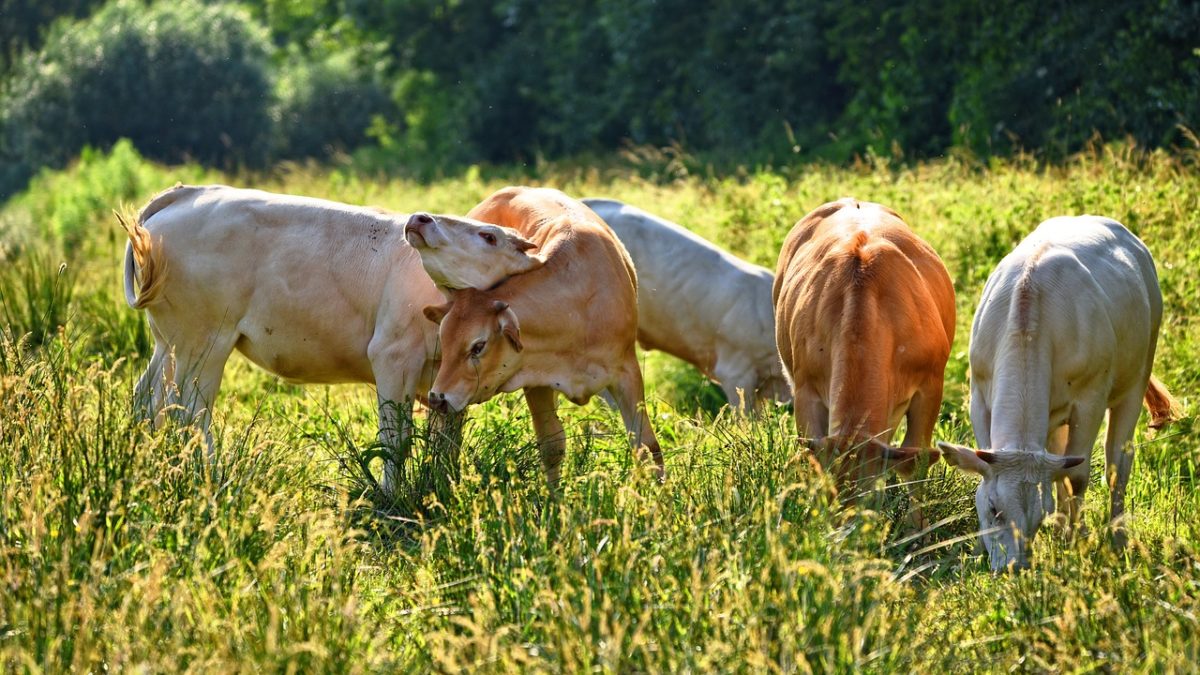 découvrez l'élevage en rotation, une méthode durable qui maximise la santé des terres et le bien-être des animaux. apprenez comment cette pratique favorise la biodiversité, améliore la qualité du sol et contribue à une agriculture respectueuse de l'environnement.