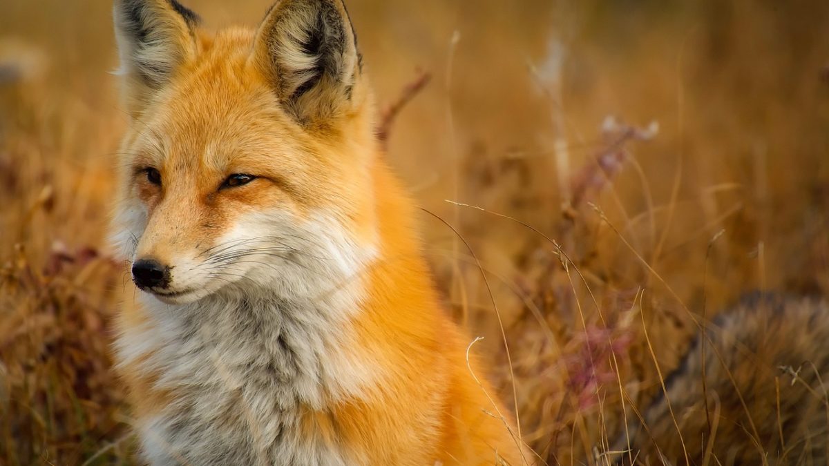 découvrez le comportement fascinant de la chasse aux renards, un aspect essentiel de la vie sauvage. apprenez comment ces créatures intelligentes interagissent, chassent et s'adaptent à leur environnement, tout en explorant les dynamiques de cette tradition historique.