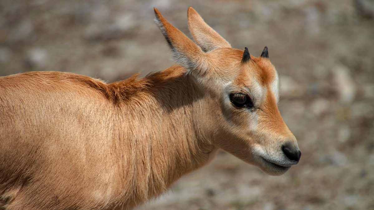 découvrez l'oryx, un majestueux antelope du désert, remarquable par ses longues cornes et son pelage élégant. apprenez-en plus sur son habitat, son comportement et son rôle crucial dans l'écosystème.