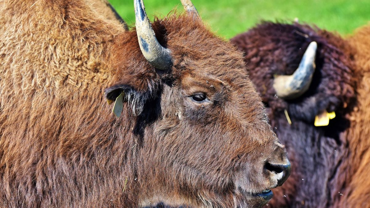 découvrez le bison, un majestueux mammifère emblématique des grandes plaines d'amérique. explorez son habitat, son comportement et son importance dans l'écosystème, tout en apprenant sur les efforts de conservation pour préserver cette espèce fascinante.