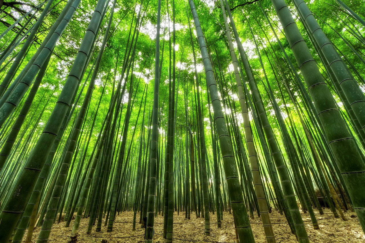 découvrez l'univers fascinant du bambou, une plante aux multiples usages et qualités appréciées. que ce soit pour sa durabilité écologique, ses applications dans la construction, ou encore ses vertus en matière de décoration intérieure, le bambou se révèle être un choix inspirant et responsable.