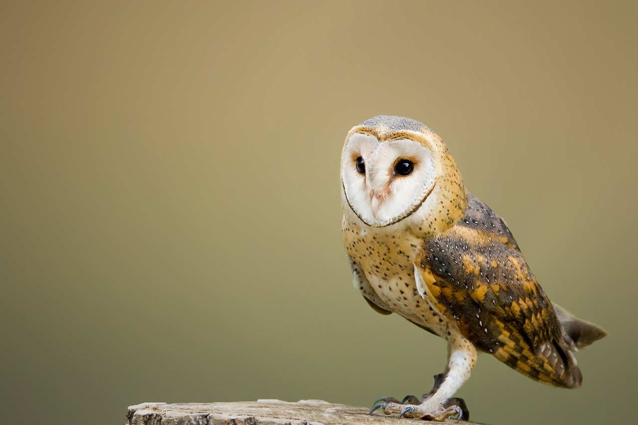 découvrez la beauté mystérieuse de la chouette effraie, un oiseau nocturne fascinant. apprenez-en davantage sur son habitat, son comportement de chasse et son rôle essentiel dans l'écosystème. explorez les caractéristiques uniques de cet emblème de sagesse et de protection.