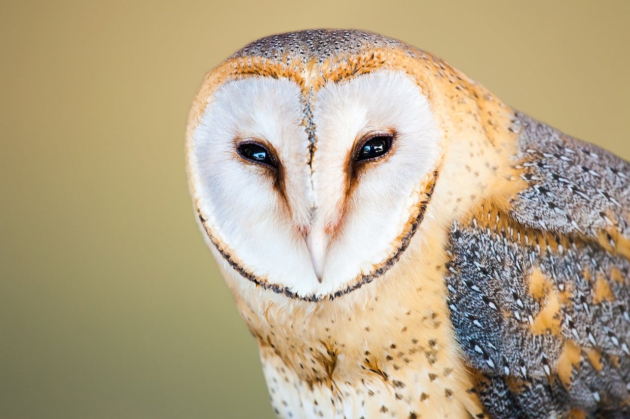 découvrez la beauté mystérieuse du hibou des barns, un oiseau nocturne fascinant. apprenez-en davantage sur son habitat, ses comportements de chasse et son rôle écologique crucial dans les environnements agricoles. explorez la vie de cet animal emblématique tout en préservant la biodiversité.