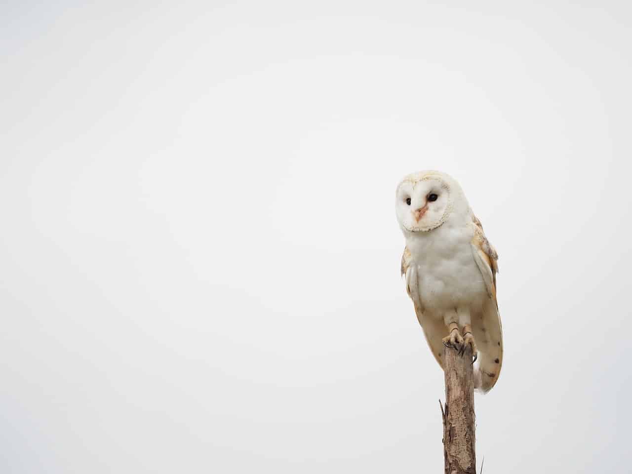 découvrez la beauté mystérieuse de la chouette effraie, un oiseau nocturne fascinant. apprenez-en plus sur son habitat, ses habitudes de chasse et son rôle essentiel dans l'écosystème.