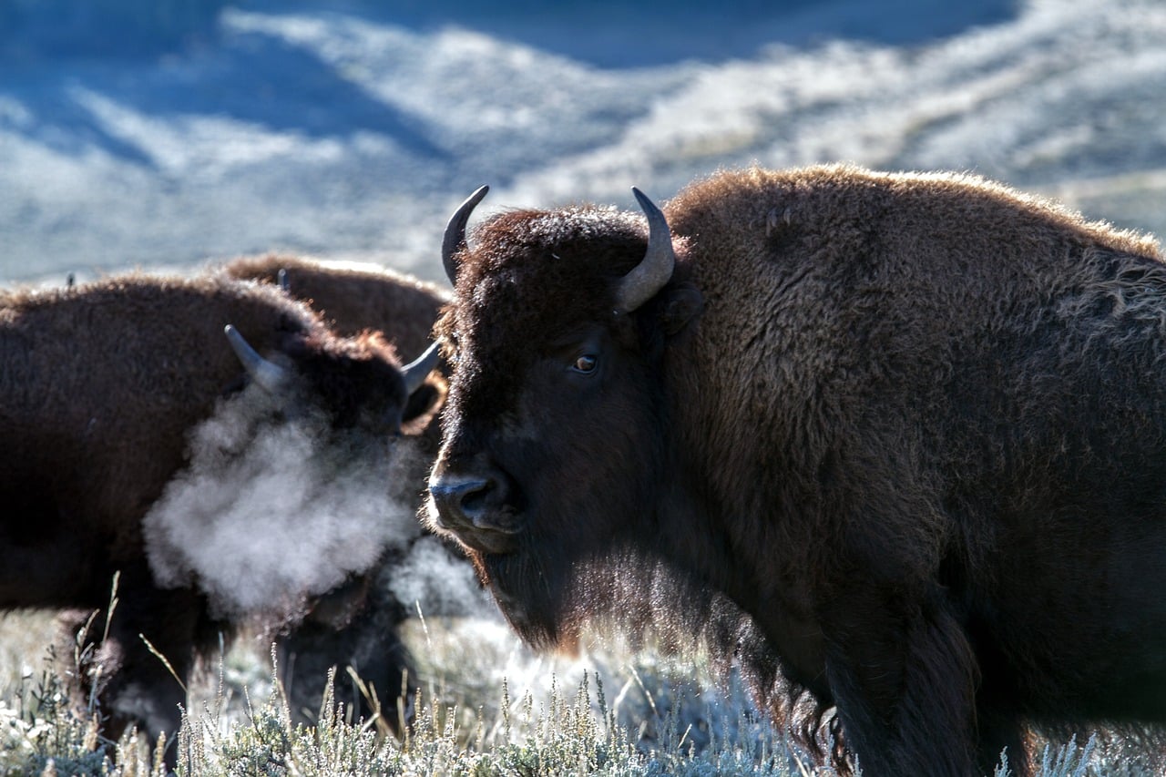 découvrez le bison, un majestueux mammifère emblématique des prairies nord-américaines. apprenez-en plus sur ses caractéristiques, son habitat, son rôle écologique et les efforts de conservation pour préserver cette espèce emblématique.