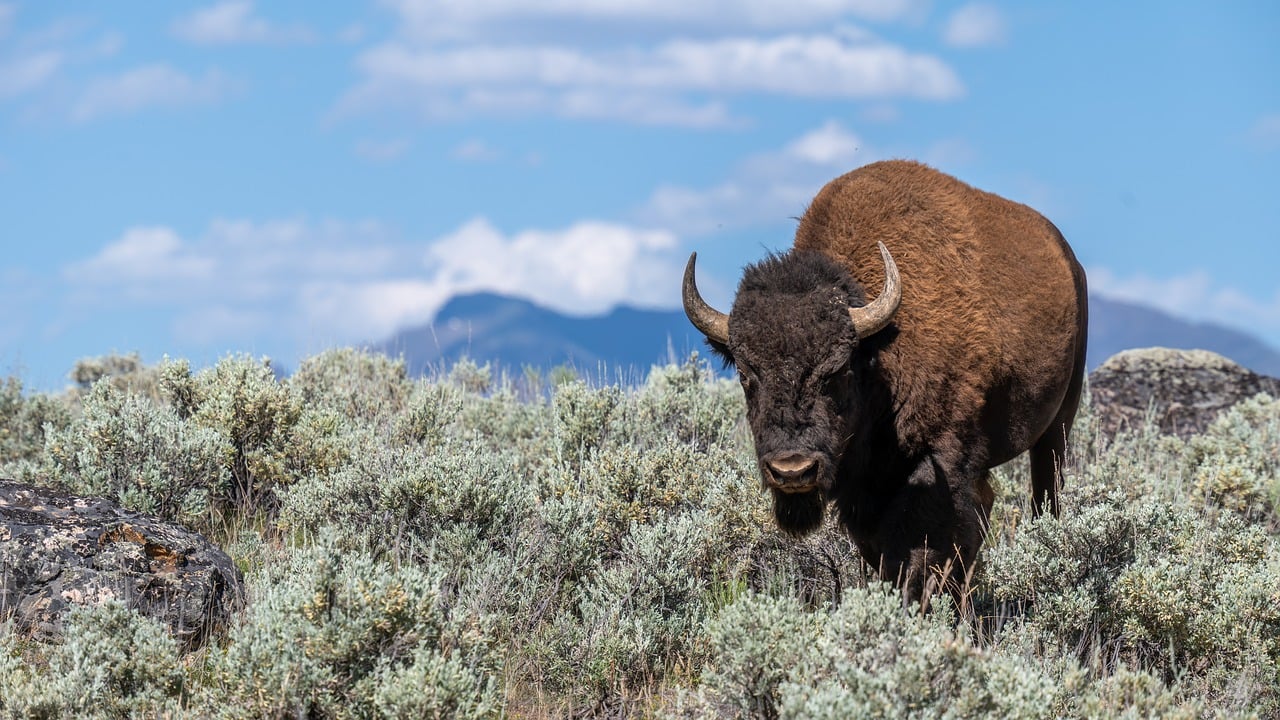 découvrez tout sur le bison, cet emblème de la faune nord-américaine. apprenez sur son habitat, son mode de vie, et son rôle dans l'écosystème. plongez dans l'univers fascinant de cet animal majestueux.