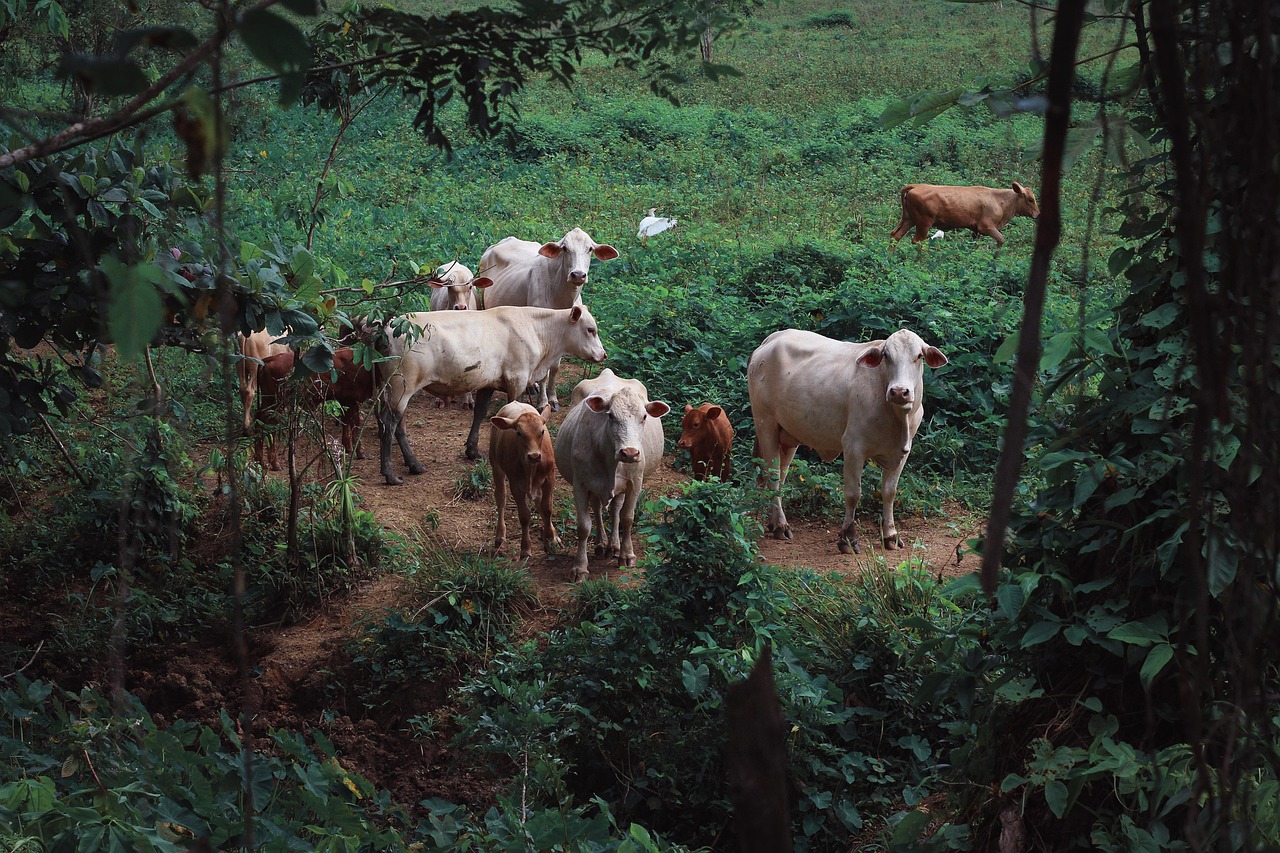 découvrez tout sur le bétail : élevage, nutrition, soins et avantages économiques. informez-vous sur les différentes races et les pratiques durables pour améliorer la production et le bien-être animal.