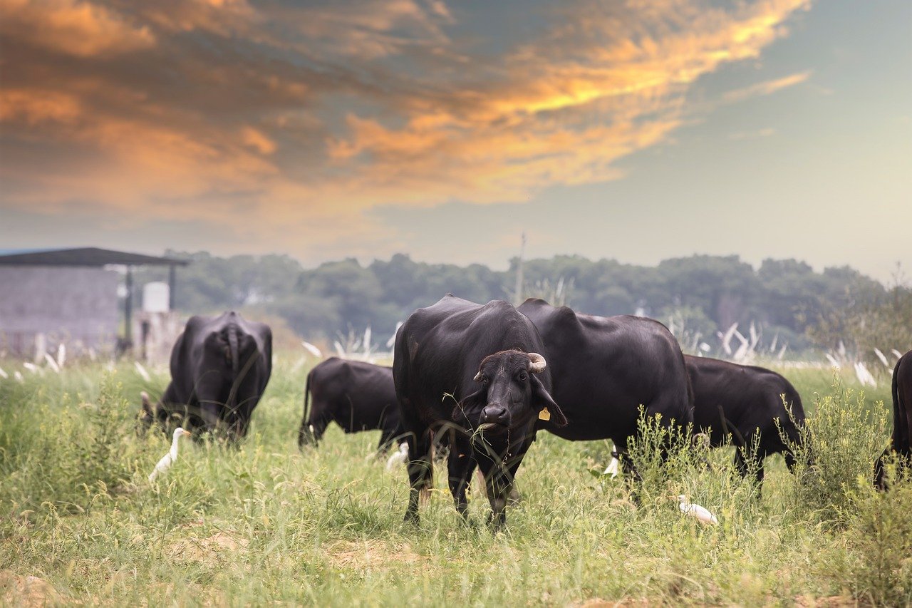 découvrez tout ce qu'il faut savoir sur le bestiaux, leur élevage, leur alimentation et leur rôle dans l'agriculture moderne. explorez les différentes races de bovins, leurs caractéristiques et les techniques d'élevage durables.