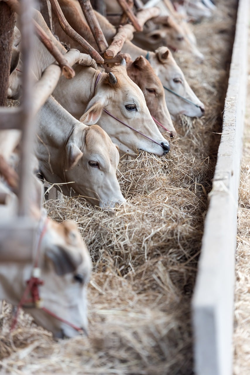 découvrez tout sur le bétail : son élevage, ses caractéristiques, ses races et son importance dans l'agriculture. apprenez comment optimiser la santé et la productivité de votre cheptel.