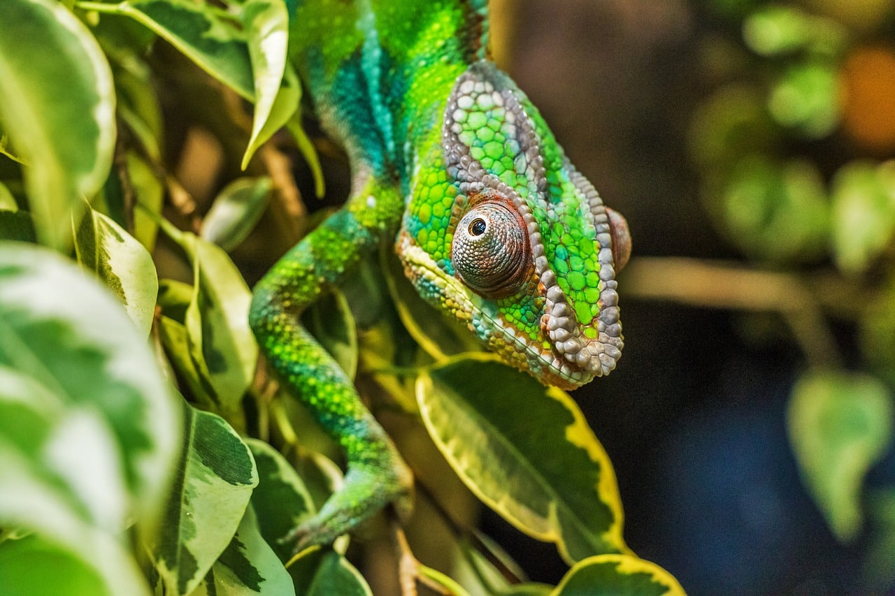 découvrez le fascinant monde des caméléons, ces reptiles captivants connus pour leur capacité à changer de couleur et leur comportement unique. apprenez-en plus sur leur habitat, leur alimentation et leurs intrigantes adaptations dans la nature.