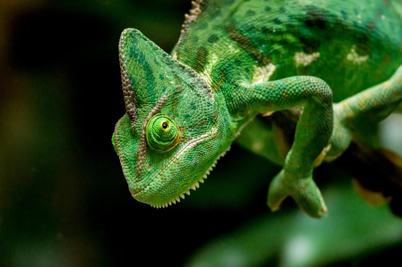 découvrez le monde fascinant des caméléons, ces reptiles aux couleurs époustouflantes et à la capacité unique de changer de teinte. explorez leur habitat, leur comportement et leur rôle dans l'écosystème.