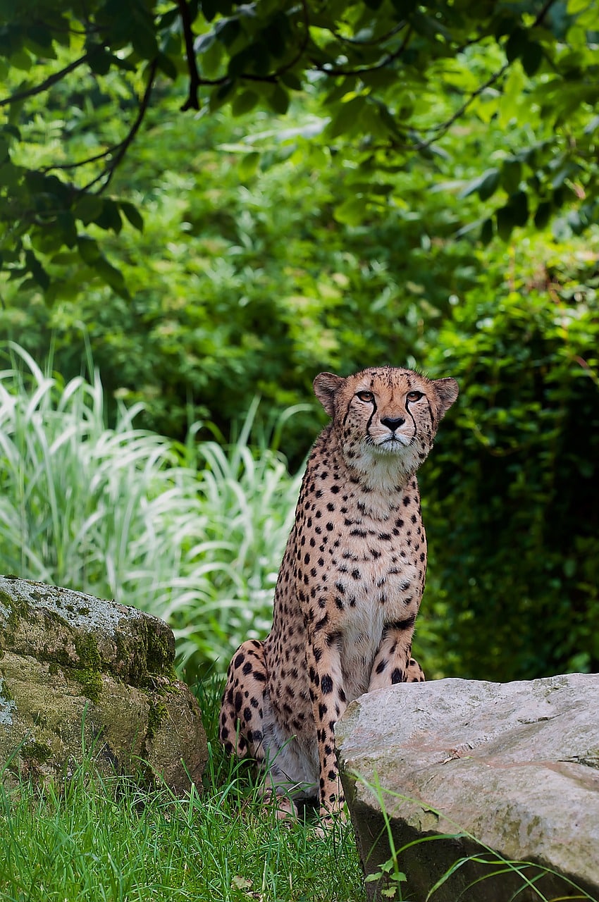 découvrez les stratégies de chasse fascinantes des guépards, ces prédateurs rapides et agiles. apprenez comment ils utilisent leur vitesse, leur agilité et leurs compétences en équipe pour capturer leurs proies dans la savane.