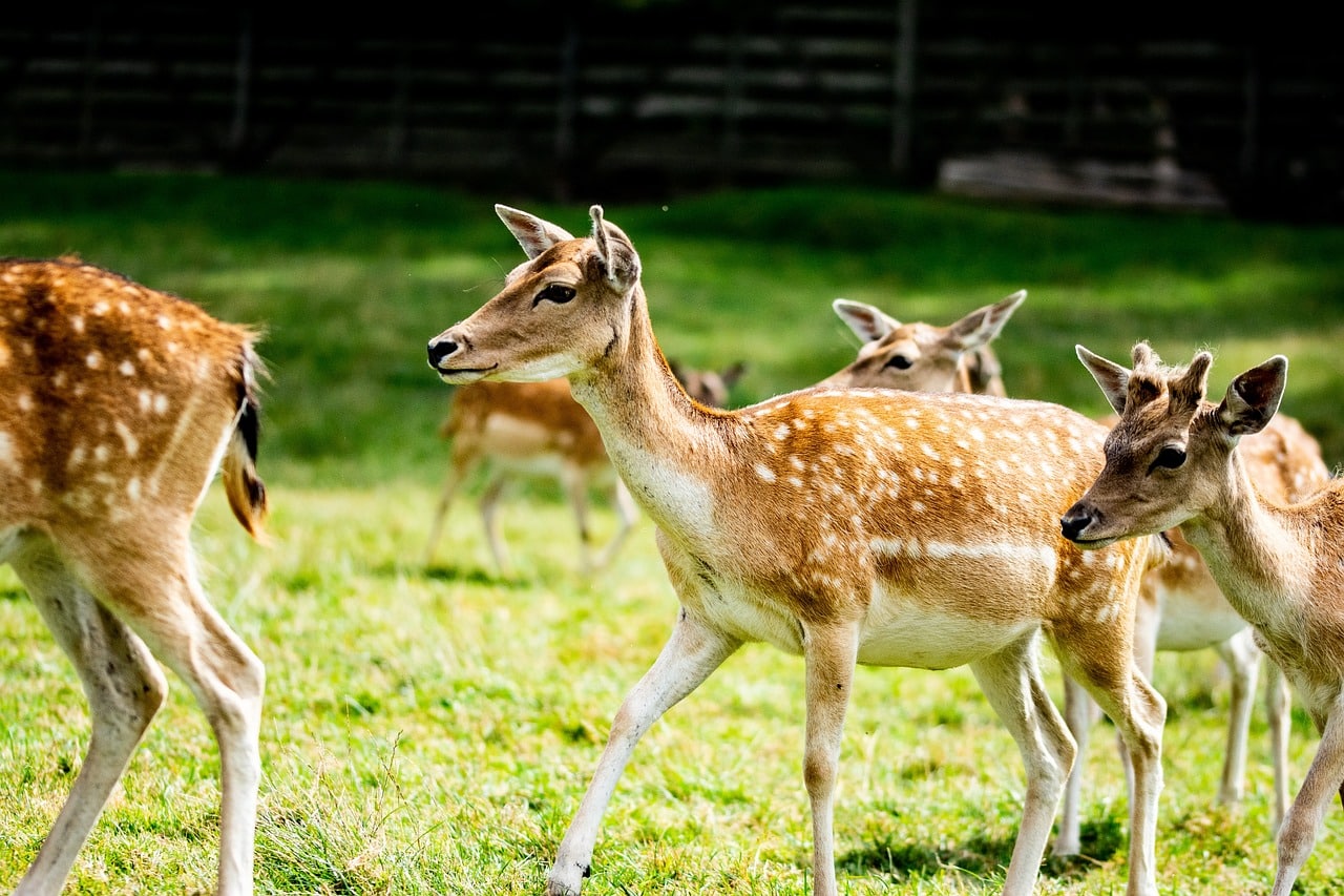 découvrez les stratégies de chasse fascinantes des guépards, ces prédateurs agiles et rapides. apprenez comment leur vitesse, leur agilité et leur intelligence leur permettent de capturer efficacement leurs proies dans la savane.