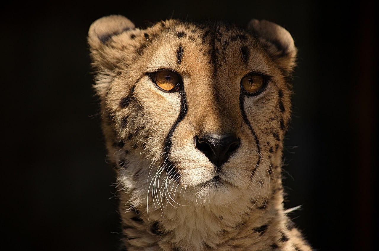 découvrez les stratégies de chasse fascinantes des guépards, mettant en lumière leur rapidité, leur agilité et leur intelligence dans la traque de proies. apprenez comment ces félins maîtrisent leur environnement et optimisent leurs chances de succès dans la savane.