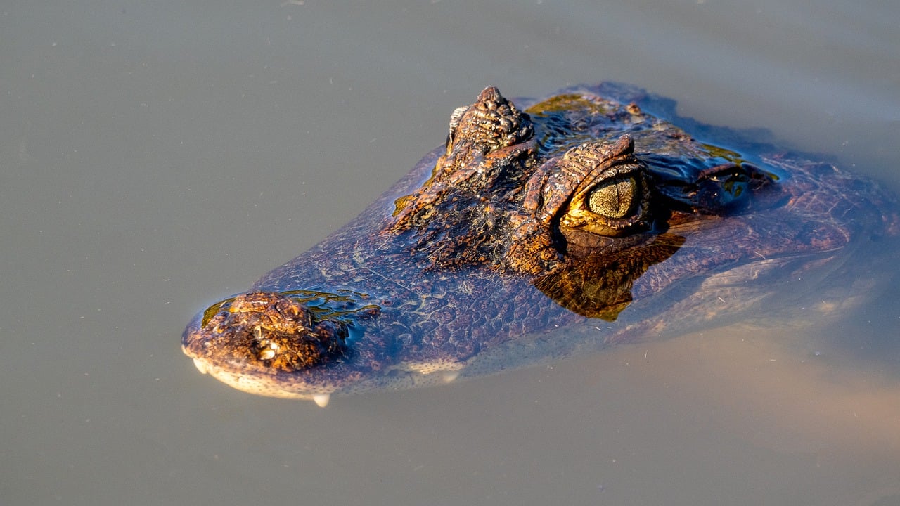 découvrez les meilleures pratiques pour assurer la sécurité autour des crocodiles. apprenez à identifier les risques, à éviter les incidents et à protéger à la fois les humains et ces fascinants reptiles dans leur habitat naturel.