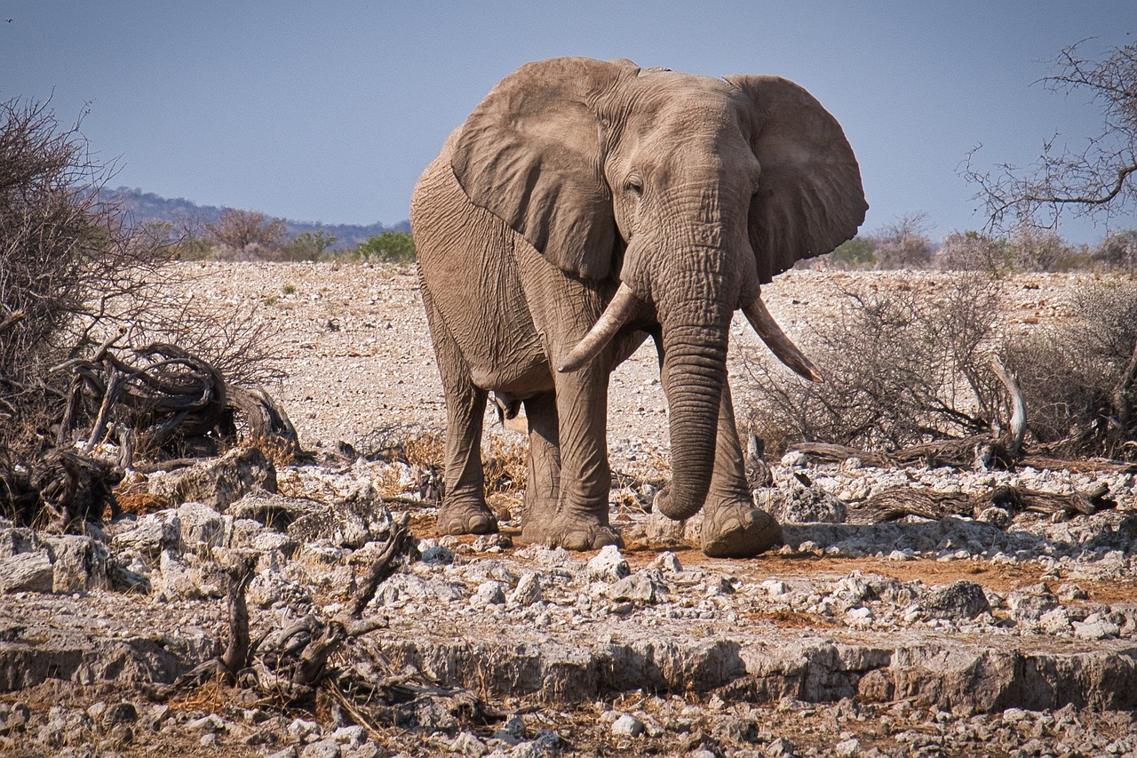 découvrez le monde fascinant des éléphants, ces majestueux géants de la savane. apprenez-en plus sur leur habitat, leur comportement social et les efforts de conservation pour protéger ces animaux emblématiques.